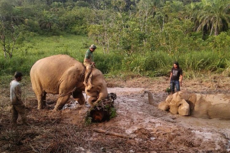 Tim Mahaout, CRU dan ranger CRU ALue Kuyun serta warga berupaya menyelamatkan dan menarik WInggo (36) seekor gajah patroli yang terjebak dalam lubang lumpur di kawasan pinggir Hutan di CRU Alue Kuyun Kabupaten Aceh Barat. (Foto;Dok BKSDA Aceh)