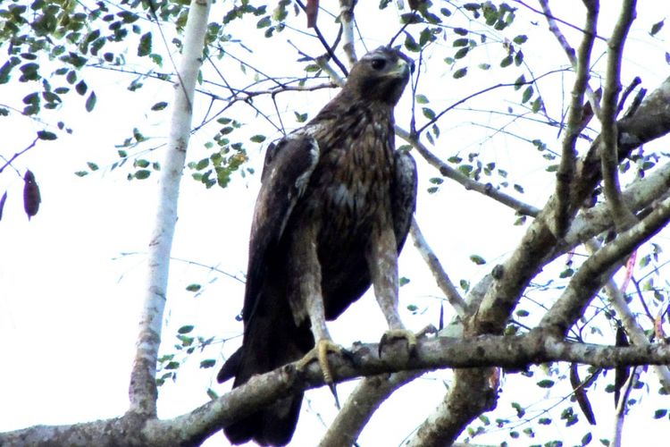 Burung Elang Flores di kawasan Hutan di Pulau Flores Barat, NTT. (Arsip/ Samuel Rabenak)