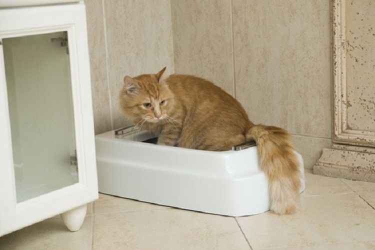 Catolet, toilet untuk kucing dan anjing kecil