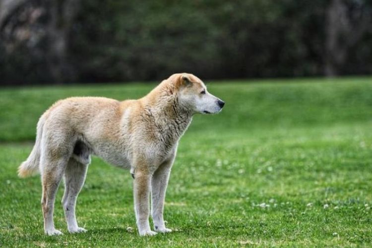 Anjing tanpa nama yang menurut warga telah tinggal sendirian di sebuah taman di Los Angeles selama lebih dari 13 tahun.