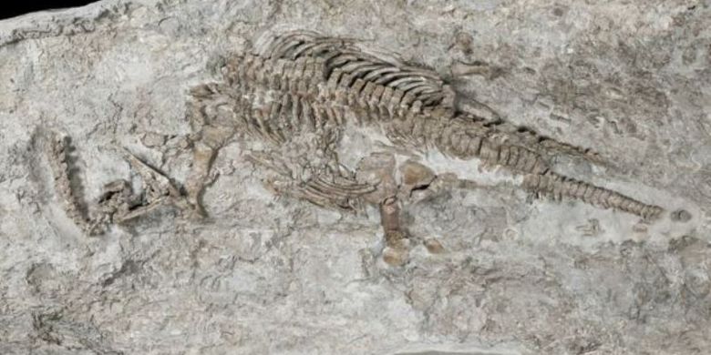Kerangka plesiosaurus memiliki panjang 237 cm.