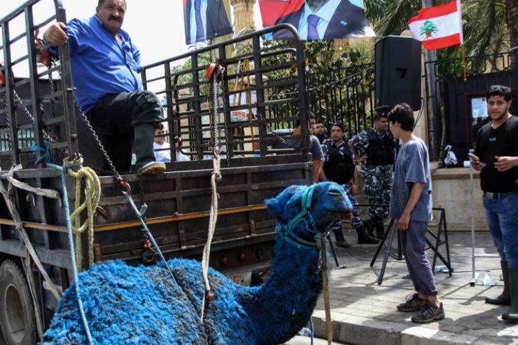 Seekor unta yang dicat biru terlihat dalam iring-iringan kampanye yang digelar partai Gerakan Masa Depan di Lebanon, Rabu (2/5/2018).