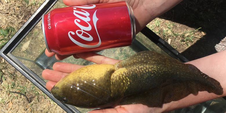 Goliath, si kecebong raksasa dibandingkan dengan ukuran botol minuman.