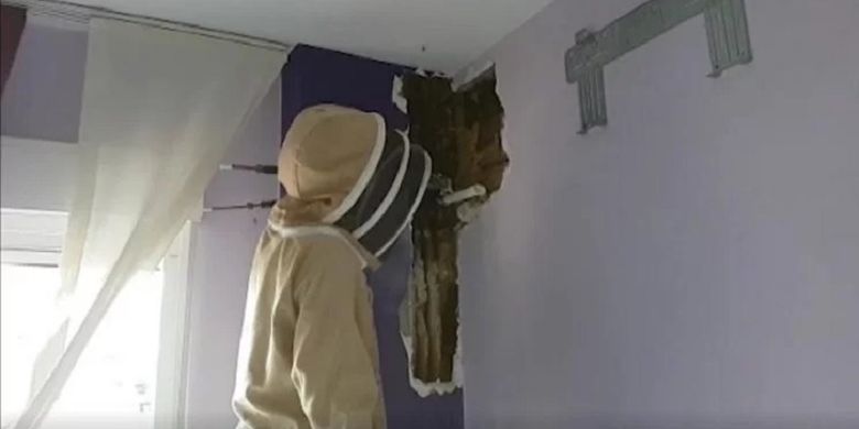 Pawang lebah Sergio Guerrero ketika menangani koloni lebah yang muncul di dinding kamar tidur pasangan di Spanyol.