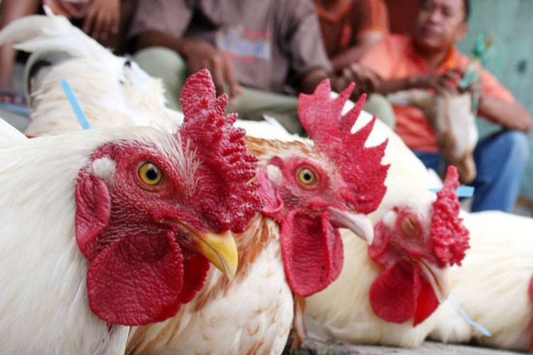 Perjalanan Panjang Opor Ayam dan Ketupat Lebaran