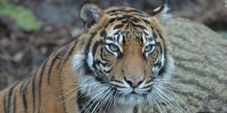 Melati, seekor Harimau Sumatra berusia 10 tahun yang mati dibunuh calon pasangannya di kebun binatang London, Inggris, pada Jumat (8/2/2019).