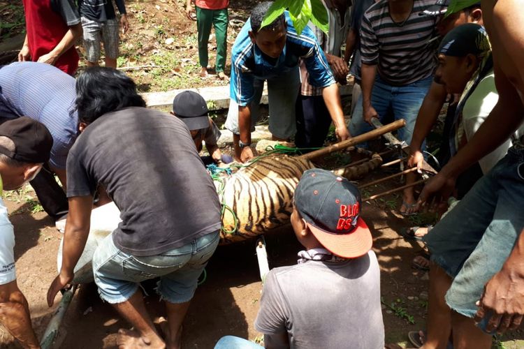 Harimau Benggala yang dipelihara di Semarang Zoo lepas dari kandang akhirnya dibius, Rabu (5/12/2018).