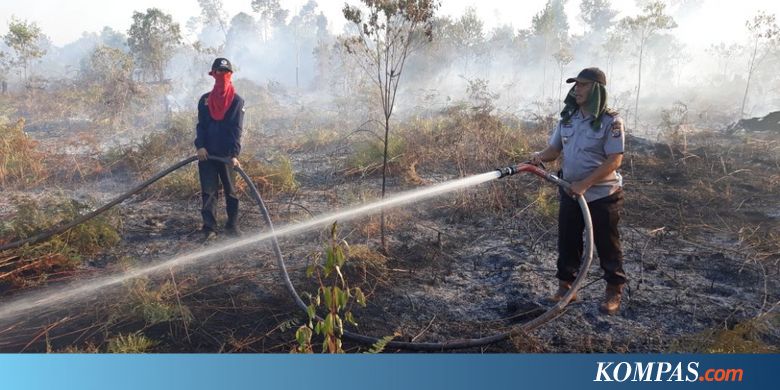11 Provinsi Paling Rawan Kebakaran Hutan dan Lahan di Indonesia