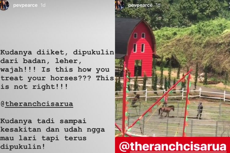 Unggahan tulisan dan video dalam instagram story Pevita Pearce soal kuda yang diperlakukan tak wajar di The Ranch Cisarua, Selasa (10/4/2018). 