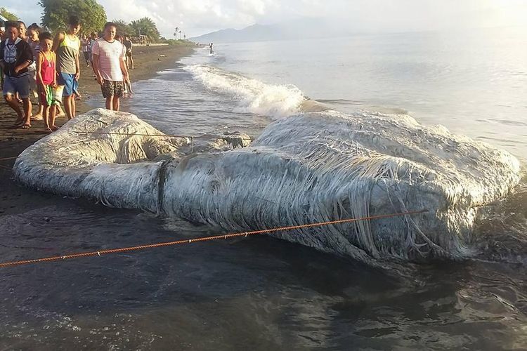 Penampakan makhluk misterius raksasa yang terdampar di pantai Filipina.