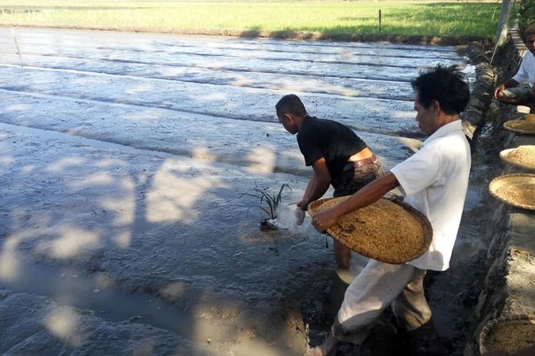 Seorang petani membakar alama di bedeng sawah yang siap disemai benih padi. Tradisi ini dinamakan Memulayadu oleh masyarakat Gorontalo.