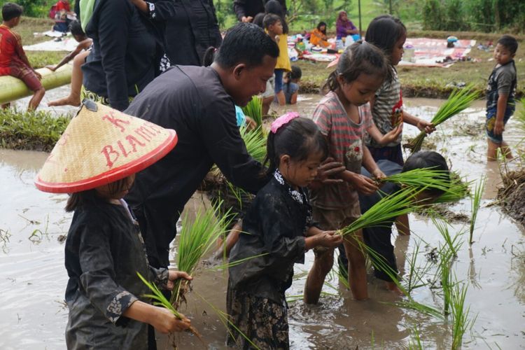 Anak anak belajar menanam padi di dusun Andong Desa Tamansuruh Banyuwangi
