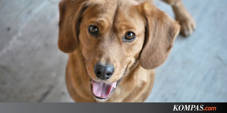 Ahli Buktikan Anjing Mungkin Lebih Rasional Dibanding Manusia