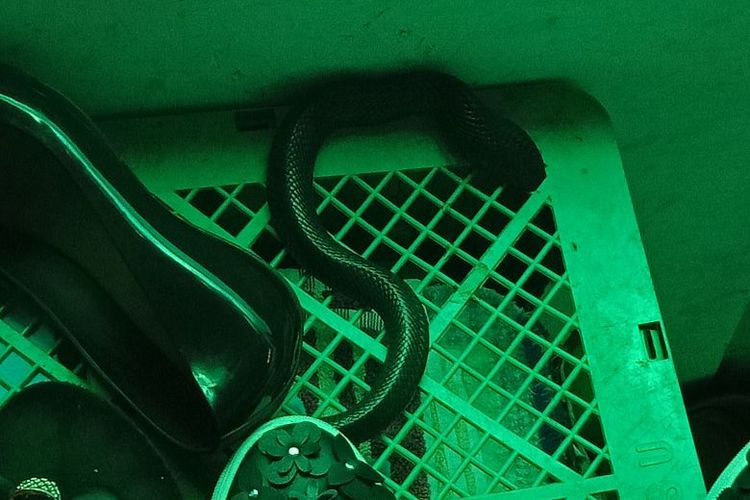 Ular kobra masuk ke dapur milik warga di Ciracas, Jumat (4/5/2018)