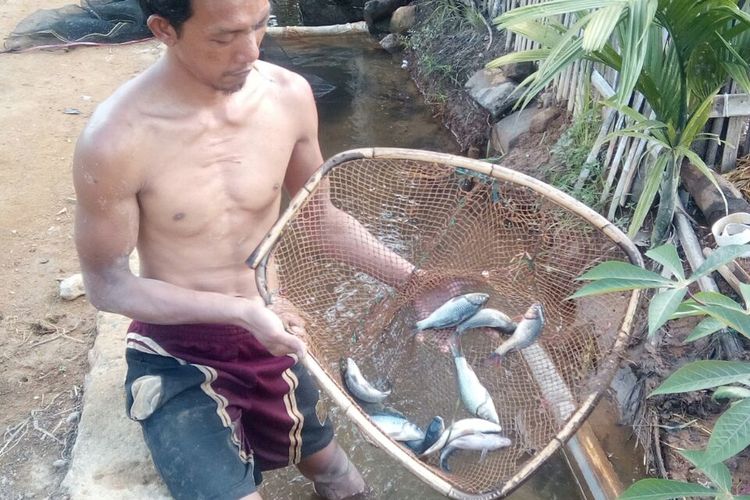 Warga di Kabupaten Lebong, Bengkulu, memperlihatkan ikan peliharaan yang mati mendadak.