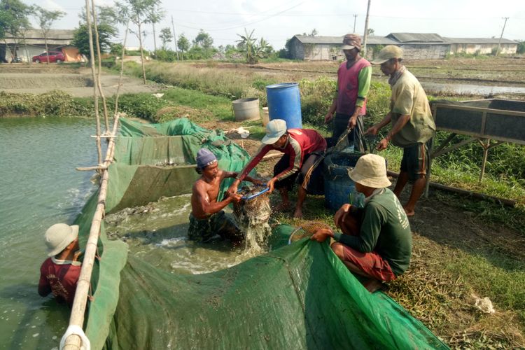 Para pekerja sedang memindahkan lele dari kolam ke truk, di kawasan tambak lele di Desa Krimun, Kecamatan Lohsarang, Indramayu, Jawa Barat, Jumat (7/12/2018). Sebelum dinaikkan ke truk, lele ditimbang. Setiap hari, para juragan lele di Desa Krimun dan desa tetangga, Desa Puntang, memanen puluhan ton lele.