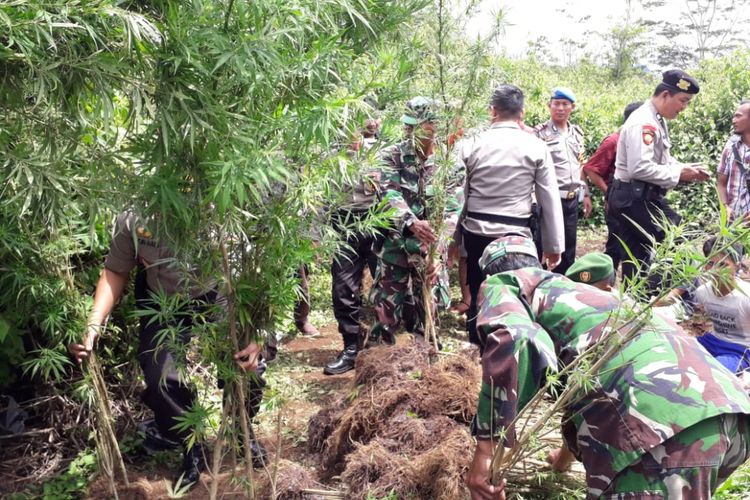 Lokasi penemuan ladang ganja di Kabupaten Lahat, Sumatera Selatan oleh petugas gabungan. Dari penggerbekan tersebut, tiga orang ikut diamankan petugas, Jumat (8/2/2019).