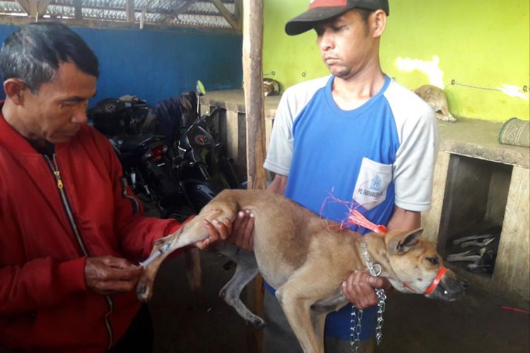 Petugas kesehatan hewan mengambil sampel darah anjing kampung Garut yang telah diberi vaksin rabies. Hal ini dilakukan sebelum anjing kampung Garut dikirim ke Sumatera Barat.
