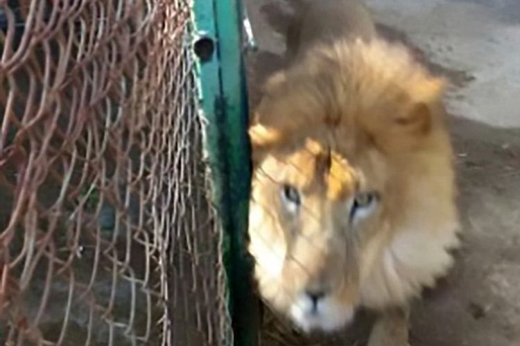 Kimba, singa berusia 22 tahun yang menerkam petugas kebun binatang bernama Gustavo Serrano Carabajal di Tulancingo, Meksiko.