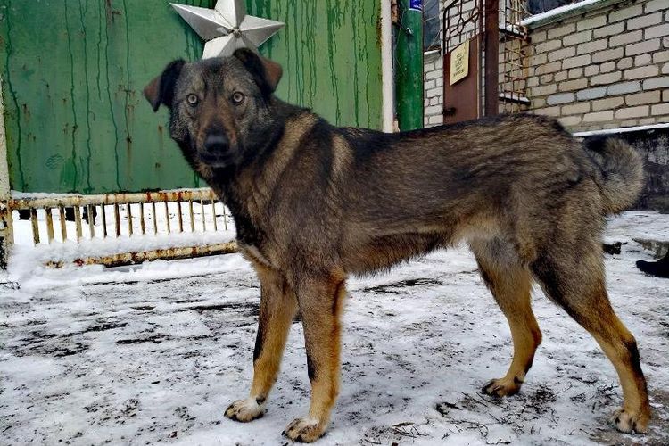 Salah satu anjing yang tinggal di kawasan bekas meledaknya pembangkit tenaga nuklir Chernobyl, di Ukraina. (Solo East via The Guardian)