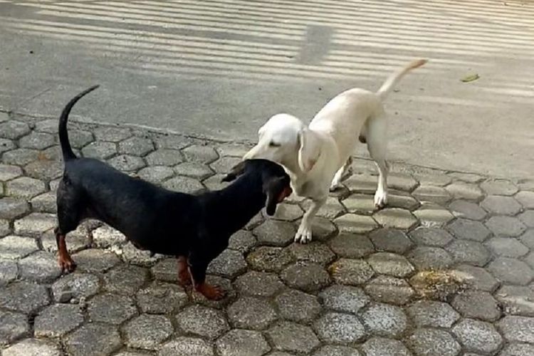 Moxie (putih) dan Miley. Anjing jenis dachshund yang berkorban dengan Miley mati ketika melindungi keluarga majikan dari ular kobra.