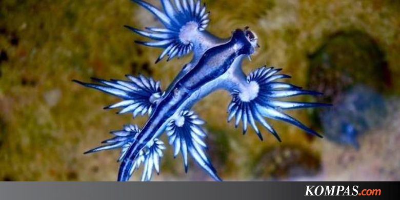 Australia Waspadai Siput Laut Naga Biru Yang Menyengat