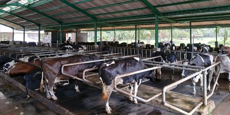 Peternakan sapi perah di Bangka Botanical Garden (BBG) Pangkal Pinang.