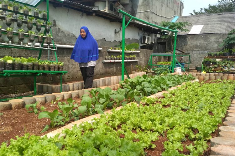 Kebun sayur organik milik warga RW 10 Kebayoran Lama di Jakarta Selatan yang sebelumnya merupakan tempat pembuangan sampah. 