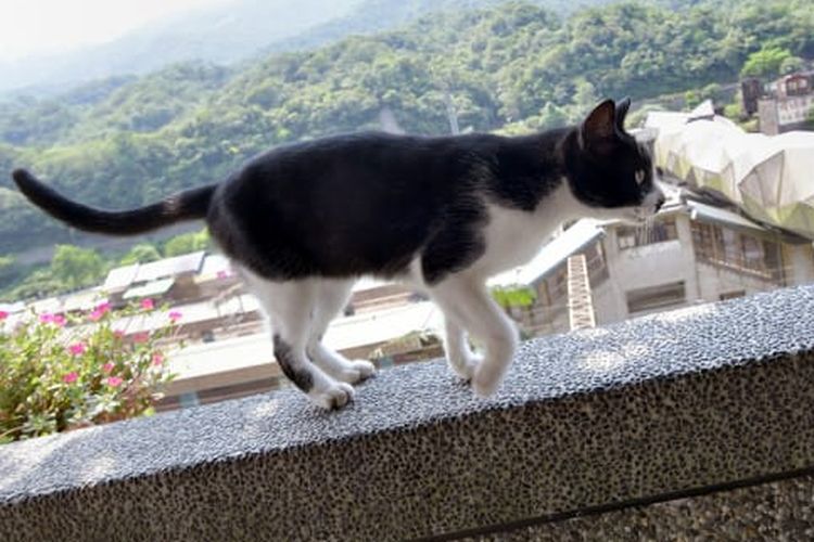 Salah satu kucing di Desa Houtong, Taiwan Utara