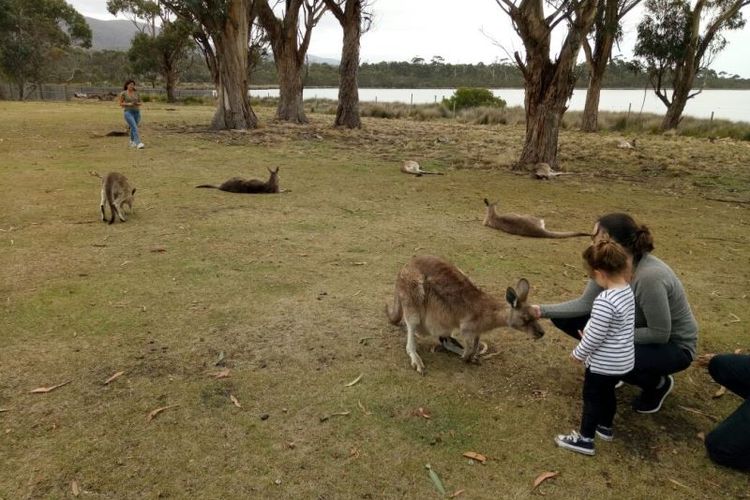 Para pengunjung East Coast Natureworld bebas bermain, memberi makan, dan mengelus kanguru yang jinak.