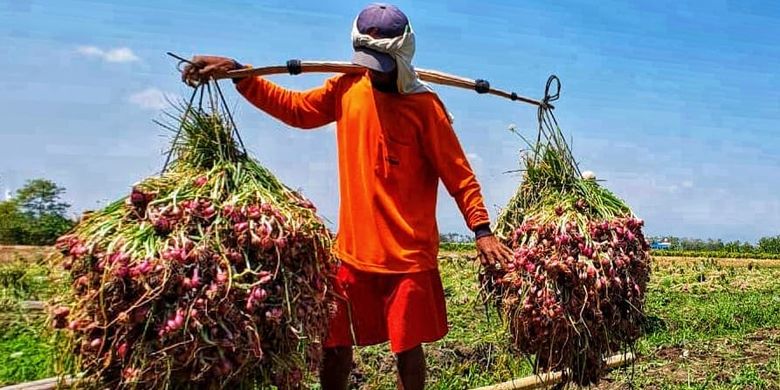 Petani bawang merah di Brebes, Jawa Tengah tengah mengangkat hasil panennya