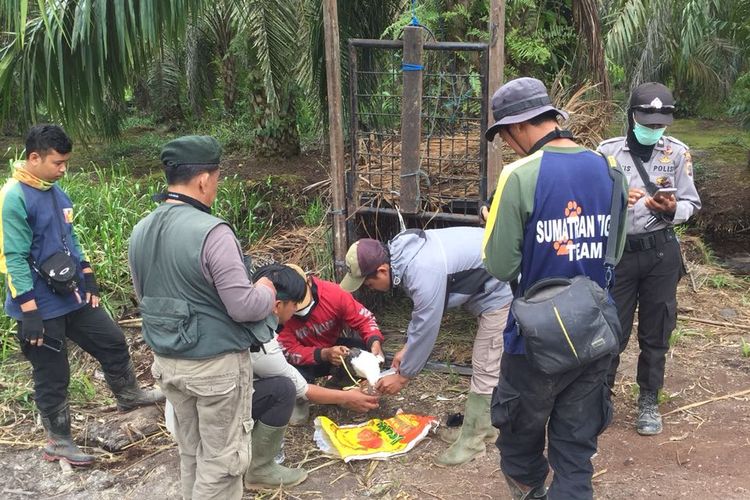 Petugas gabungan BKSDA memasang perangkap harimau di Kecamatan Palangiran, Kabupaten Indragiri Hilir.