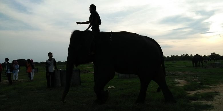 Menjelang malam di kandang gajah Way Kambas, mahot menggiring gajah.