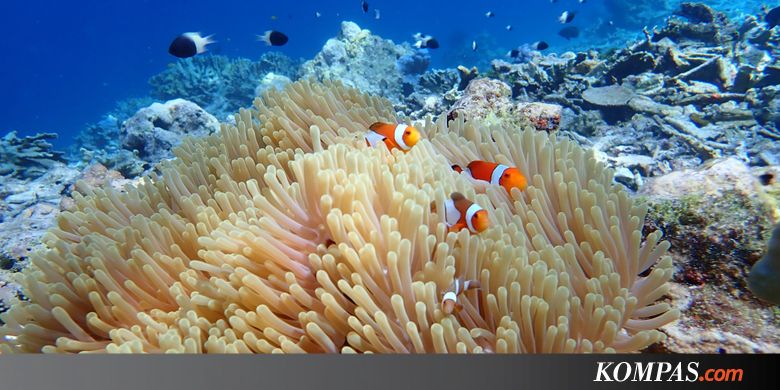 Inilah Alasan Mengapa Nemo Tidak Pernah Tersengat Anemon