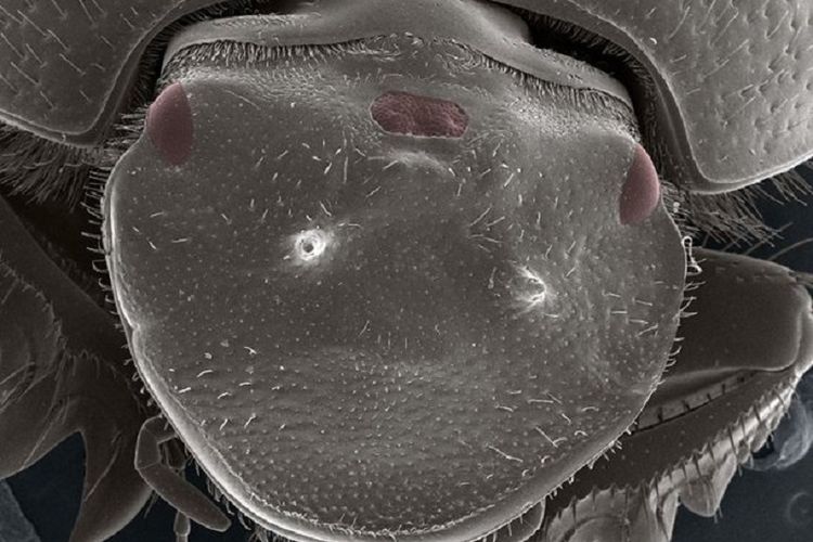 Kumbang scarab bermata tiga