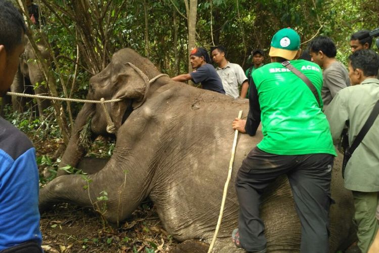 Seekor gajah liar berkelamin betina berusia 40 tahun ditemukan tewas akibat luka parah yang dideritanya di kawasan Lamtamot, Kabupaten Aceh Besar. Sehari sebelumnya gajah sempat mendapat pengobatan dari tim dokter hewan dengan pengawalan gajah jinak.
