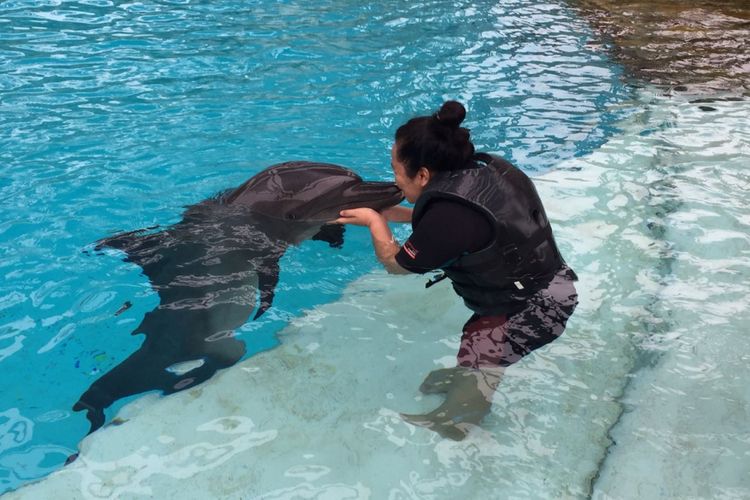 Berinteraksi langsung bersama Wei, lumba-lumba botol yang ada di Dolphin Island, Resort World Sentosa. 