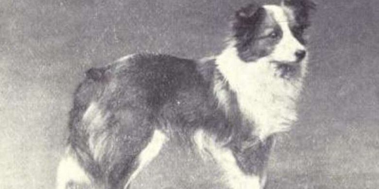 Anjing Shetland sheepdog 1915