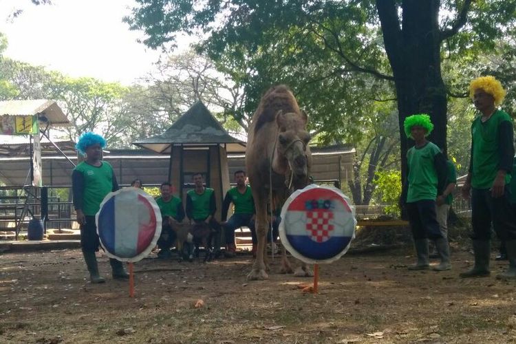 Hewan koleksi Taman Satwa Taru Jurug (TSTJ) Solo, Jawa Tengah ketika meramal juara Piala Dunia 2018 antara Perancis dan Kroasia, Jumat (13/7/2018).