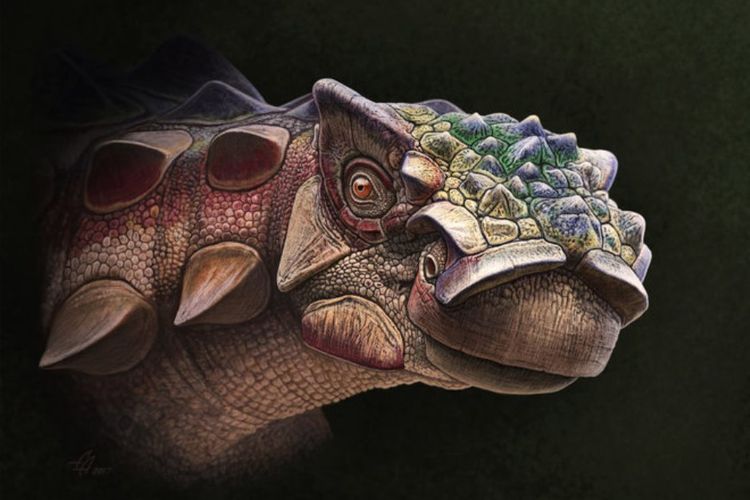 Inilah dinosaurus kepala berduri Akainacephalus johnsoni. Nama genusnya terinspirasi oleh kata Yunani akaina, yang berarti duri, dan cephalus yang berarti kepala. Jika digabungkan artinya kepala berduri.