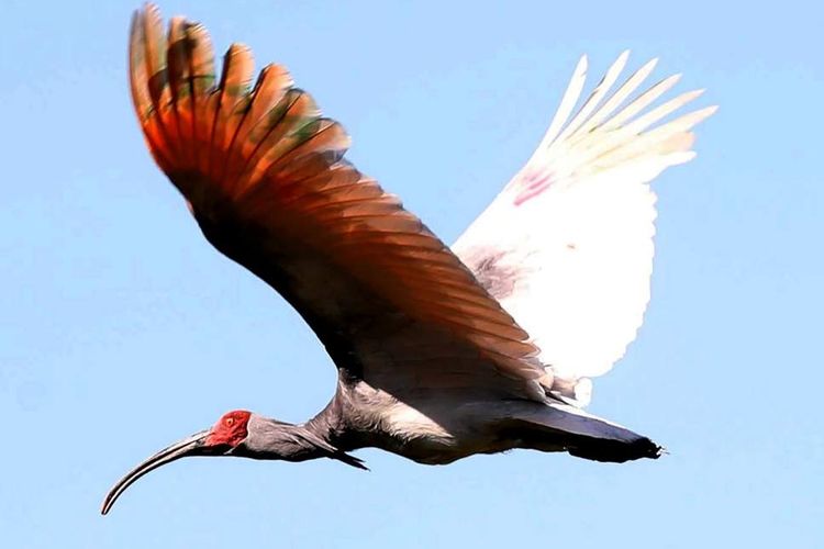 Ibis berjambul (Nipponia Nippon). Burung yang dianggap langka itu kembali terbang setelah dianggap punah 40 tahun silam.