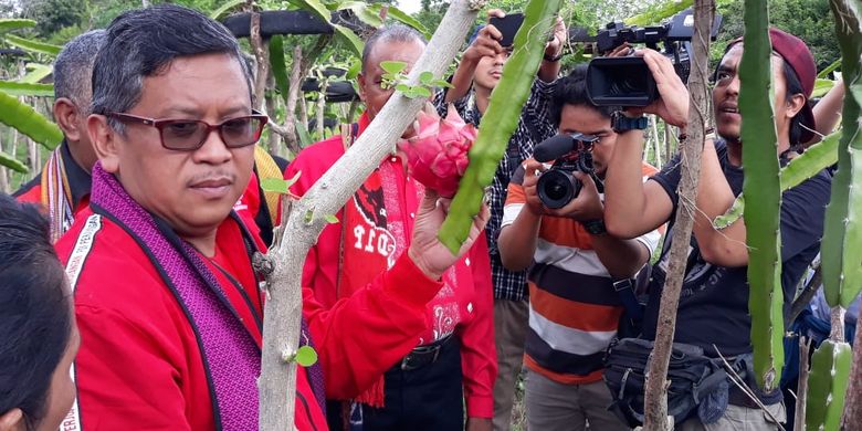 Sekjen PDI Perjuangan Hasto Kristiyanto mengunjungi kebun buah naga di Maumere, NTT, Selasa (9/4/2019).