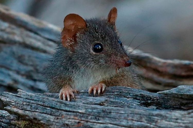 Antechinus yang terancam punah.