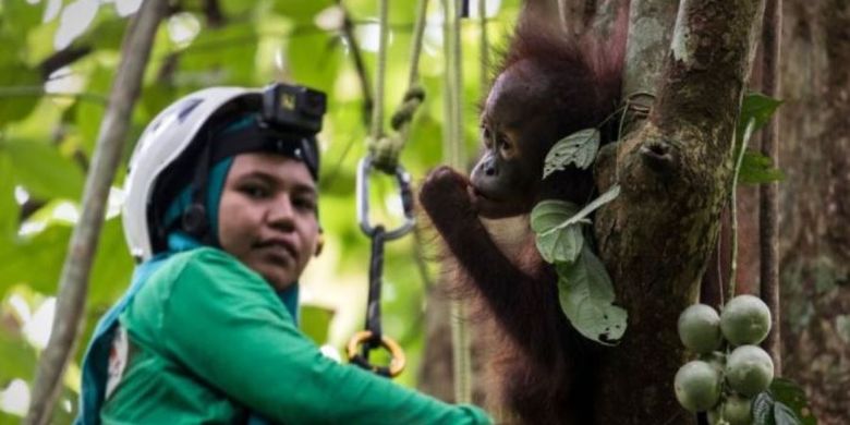 Pendamping dari organisasi perlindungan hewan Four Paws sedang mengajari orangutan yatim piatu memanjat pohon.