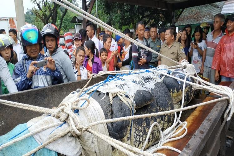 Buaya yang memangsa perempuan bernama Deasy Tuwo (44) saat dinaikan ke mobil bak terbuka dan disakasikan warga di lokasi kandang buaya di area perusahaan budidaya mutiara di Desa Ranowangko, Kecamatan Tanawangko, Minahasa, Senin (14/01/2019) lalu.