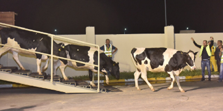 Sapi-sapi ini turun dari pesawat Qatar Airways di Bandara Doha setelah terbang dari Budapest, Hongaria. Rencananya, Qatar akan mengimpor 4.000 ekor sapi dari sejumlah negara untuk memenuhi produksi susu setelah embargo dari Arab Saudi dan sekutunya.