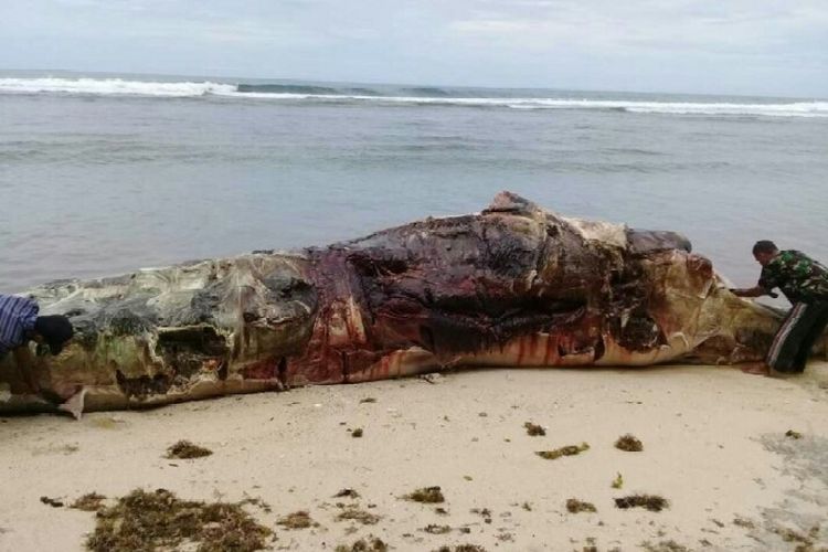 Bangkai paus terdampar di Kabupaten Kaur, Bengkulu