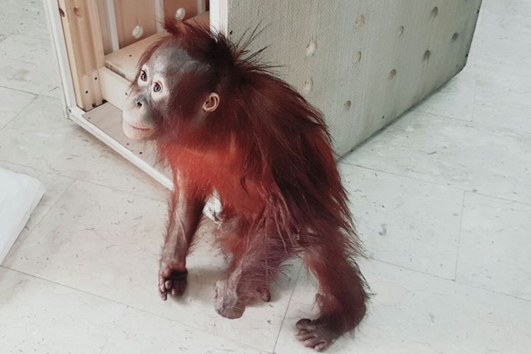 Bayi orangutan bernama Taymur, yang sempat diselundupkan ke Kuwait.
