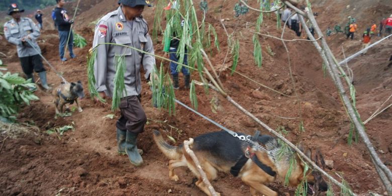 Dua anjing pelacak Polda Jatim membantu mencari korban hilang tanah longsor di Desa Banaran, Kecamatan Pulung, Kabupaten Ponorogo, Jawa Timur, Senin (3/4/ 2017).