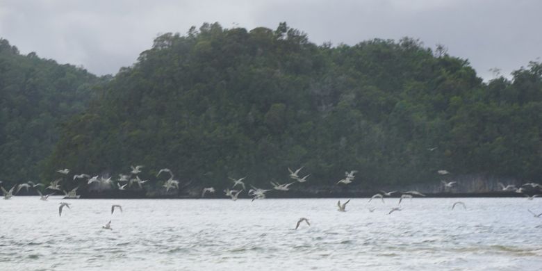 Pasir timbul berlatar belakang Pulau Kambing di Kabupaten Fakfak, Papua Barat, Sabtu (24/8/2018).